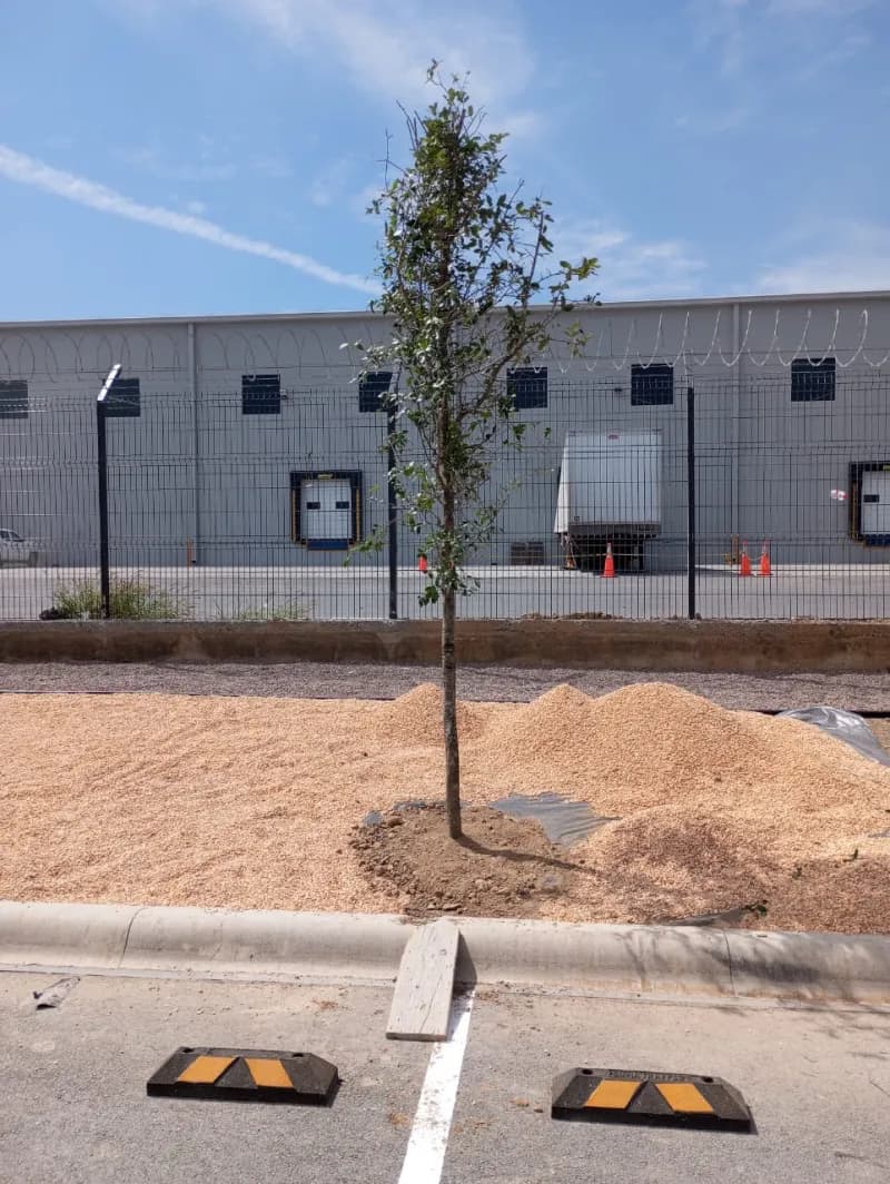 Árbol recién plantado en estacionamiento de parque industrial en Monterrey