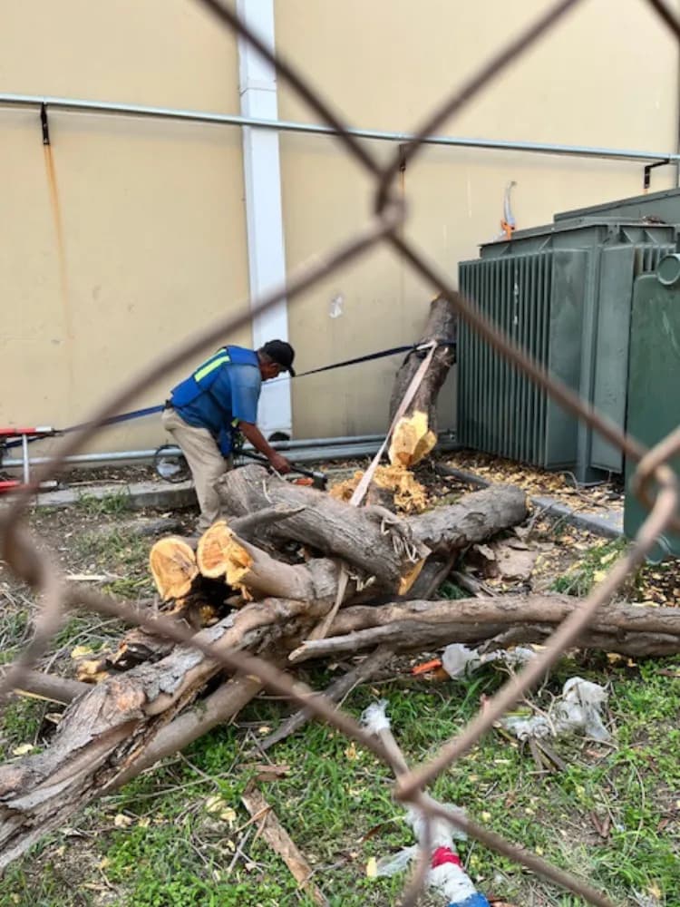 Trabajador de Pro Verde cortando árbol grande en Monterrey